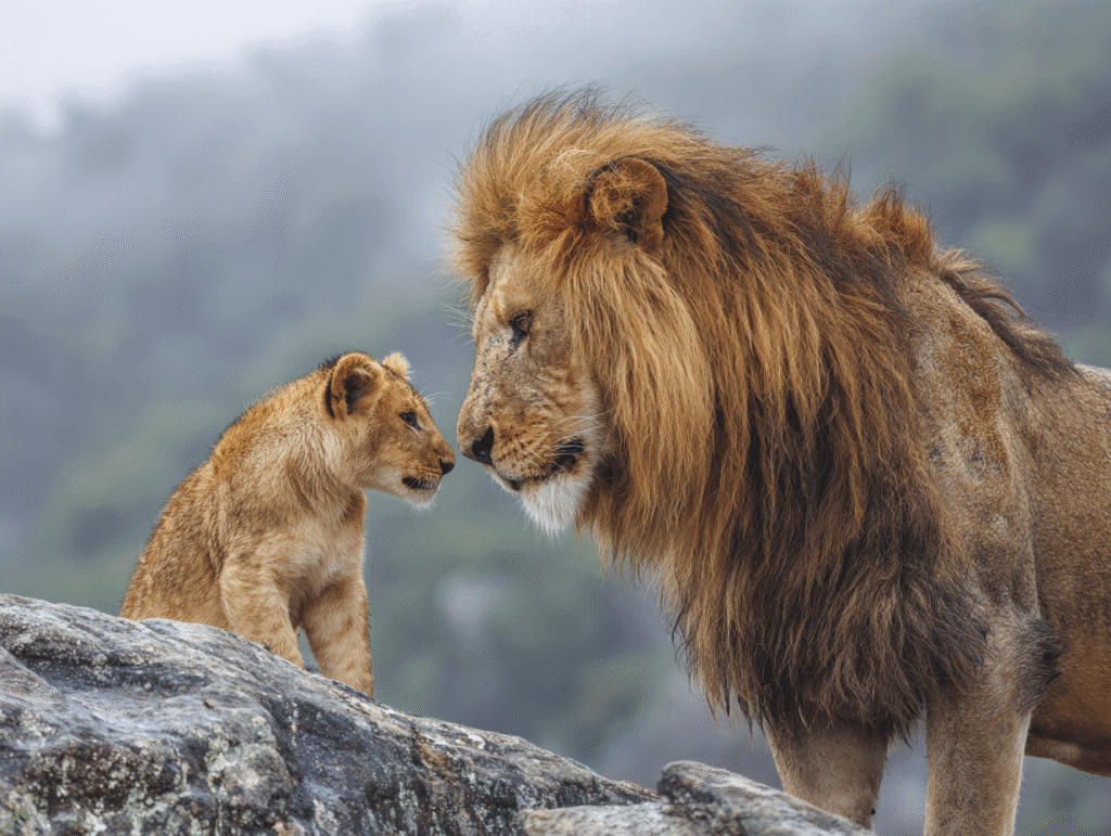 A majestic lion and a young cub facing each other on a mountain ledge, symbolizing self-esteem and the foundations of true confidence
