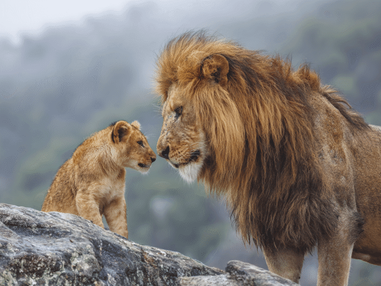 A majestic lion and a young cub facing each other on a mountain ledge, symbolizing self-esteem and the foundations of true confidence